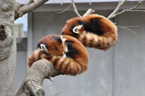 木の上で眠るレッサーパンダ